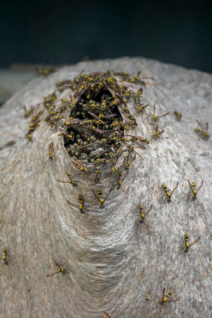 Close-up of Wasps in a Nest